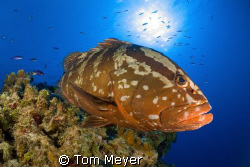 Grouper at Little Cayman.  Nikon D200, 10.5 lens by Tom Meyer 